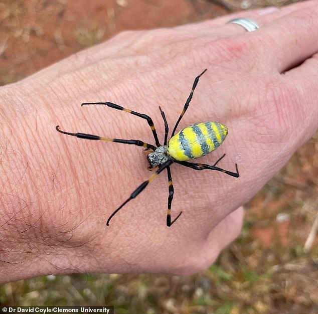 EXCLUSIVEScientist reveals the truth about 'flying' 4-INCH spiders that are invading the East Coast - and how venomous they REALLY are
